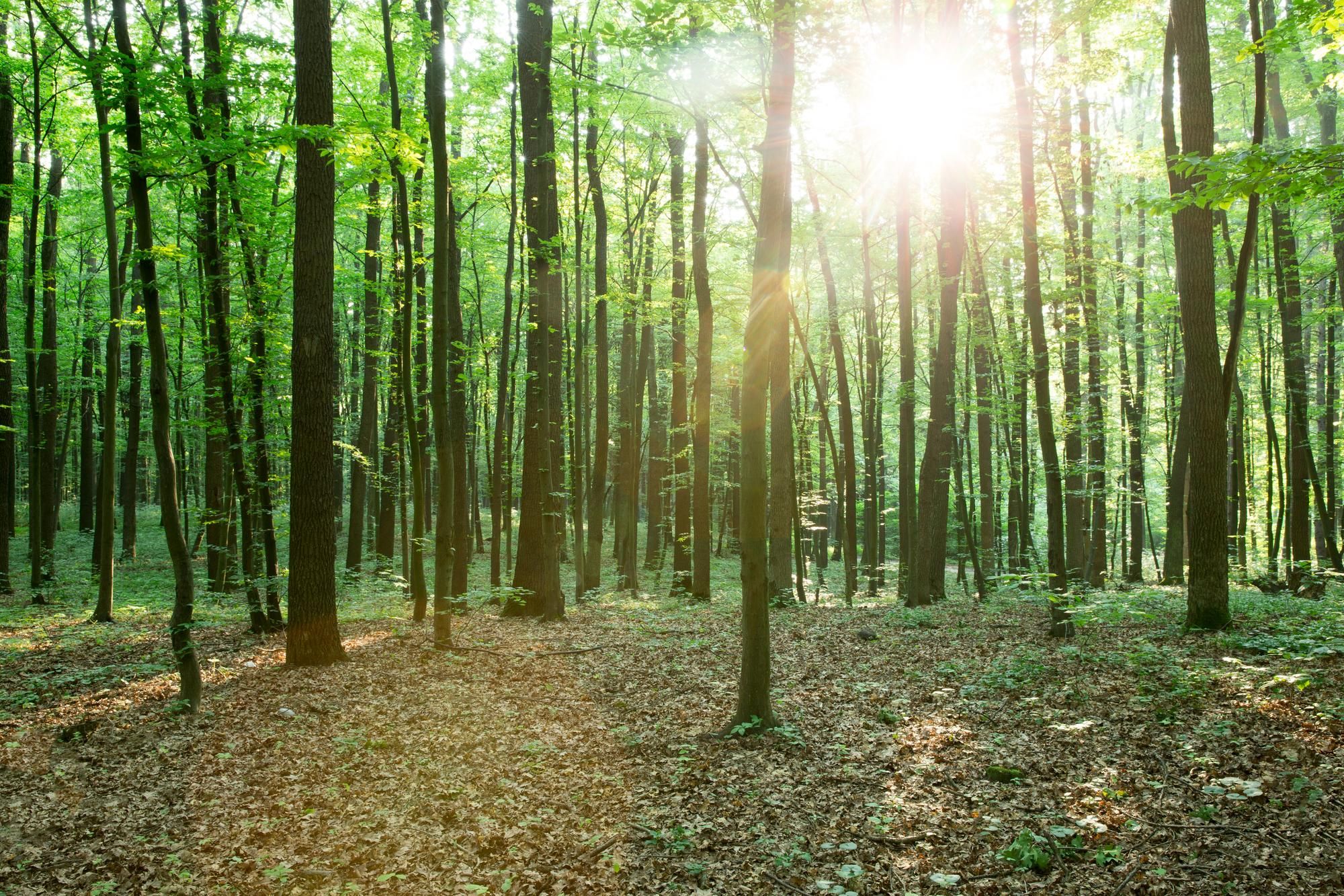 ACB bomen snoeien wanneer kunt u dit het beste doen