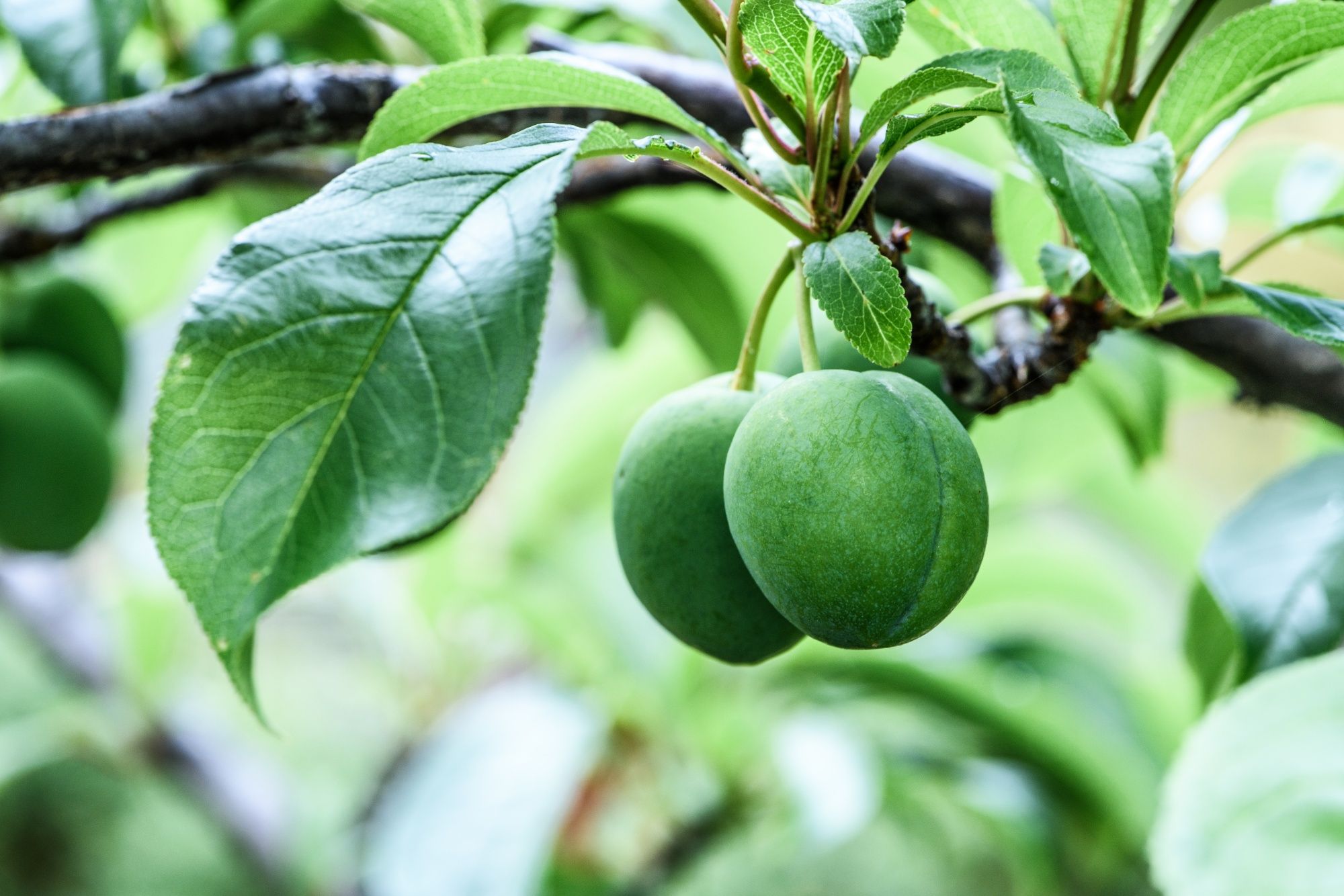 Fruitboom snoeien pitvruchtbomen en steenvruchtbomen