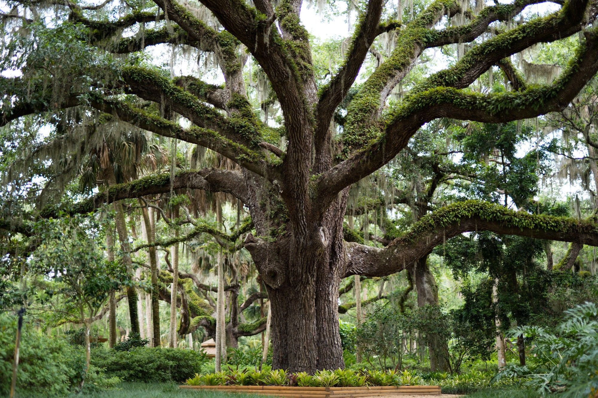 Monumentale bomen verdienen de beste verzorging
